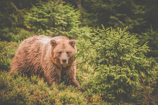 Couteau Hunting, No.03 Ours Brun
