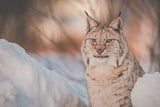 Couteau Hunting, No.02 Lynx