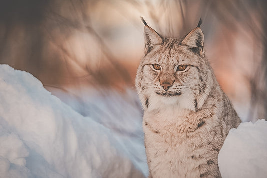 Couteau Hunting, No.02 Lynx